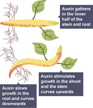 Auxin and gravitropism - How is growth controlled in plants? - OCR 21st Century - GCSE Biology (Single Science) Revision - OCR 21st Century - BBC Bitesize Plant Hormones, Gcse Science Revision, Rooting Powder, Gcse Biology, Primary Games, Science Revision, Cellular Respiration, Study Strategies, Future Music