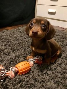 Untitled Funny Dog Toys, Cute Dog Toys, Dachshund Breed, Baby Animals Pictures, Weenie Dogs, Dachshund Puppies, Dachshund Puppy, Toy Puppies, Weiner Dog