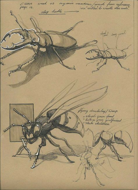 Insect Study Drawing, Fly Illustration Insect, Bugs Sketch, Beetle Sketch, Insect Anatomy, Flying Bee, Scientific Drawing, Insect Species, Bug Art