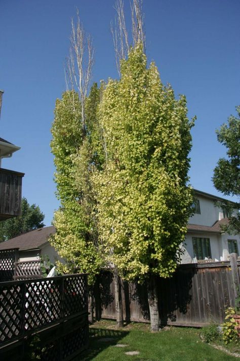 Hybrid Poplar Tree, Vegetative Reproduction, Poplar Tree, Columnar Trees, Real Estate Articles, Renovation Design, Clay Soil, Water Bodies, Small Yard