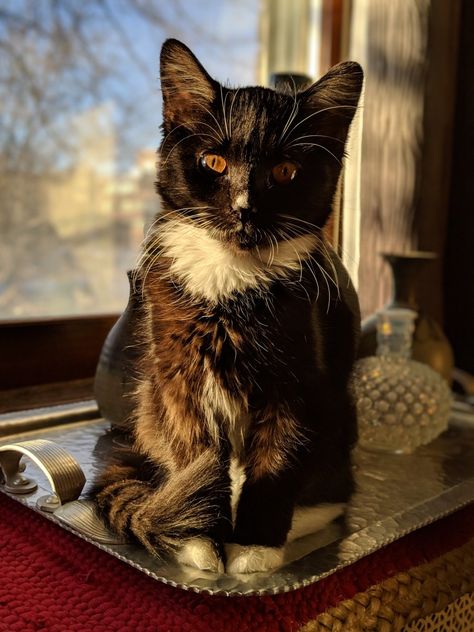 Tuxedo kitten with amber eyes! Brown Tuxedo Cat, Brown Tuxedo, Tuxedo Kitten, Black And White Kittens, Amber Eyes, Dream's Cat, Black Kitten, White Kittens, Tuxedo Cat