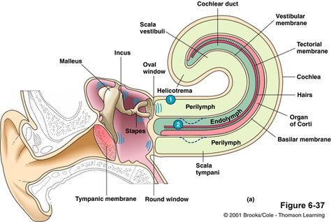 The uncoiled cochlea shows the scala vestibules, where the fluid vibration start, the scala tympani, continuous with the scala vestibules, and the scala media (cochlear duct). As the stapes vibrates, it sends fluid vibrations through the scala vestibule/tympani, which ultimately vibrate the round window (openly exposed to middle ear). Cochlea Anatomy, Vocal Cords Anatomy, Structure Of Ear, Human Ear Diagram, Ear Anatomy Medical, Ear Cytology Veterinary, Vet Tech School, Ear Anatomy, Middle Ear