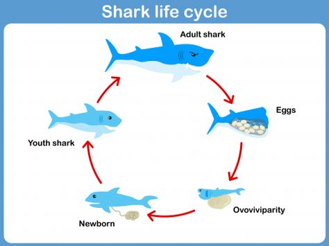 Sharks are a favourite for many children. Use this free printable to teach your young science students about the life cycle of a shark with easy-to-understand diagrams that are clearly labelled. Find out what shark facts your students know!   Read more at http://kidspressmagazine.com/science-for-kids/printables/misc/shark-life-cycle.html#J88bLGtFdSvVmsFV.99 #science, #freeprintable, #printable, #biology, #lifecycle, #sharks Science Facts Biology, Shark Life Cycle, Shark Facts For Kids, Shark Project, Cycle Pictures, Shark Activities, Cycle For Kids, Biology Student, Life Cycles Activities