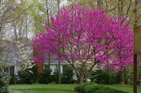 Oklahoma Redbud Eastern Redbud Tree, Eastern Redbud, Landscaping Trees, Redbud Tree, Specimen Trees, Blooming Trees, Oklahoma State University, Tree Nursery, Country Landscaping