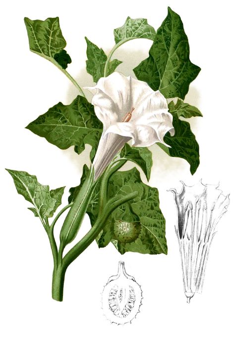 Flower, medicinal plant Thorn Apple Flower, Daturas Aesthetic, Daturas Drawing, Moonflower Meaning, Moonflower Drawing, Drawtober 2024, Deadly Flowers, Plant Spirits, Herb Collection