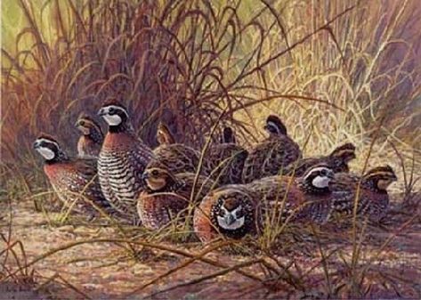 1996 Texas Quail Stamp Print by Herb Booth watercolor print ~ 6 1/2" x 9" Upland Bird Hunting, Grass Painting, Scratchboard Art, Hunting Art, Realistic Oil Painting, Nature Artists, Cobble Hill, Woodland Scene, Wildlife Paintings