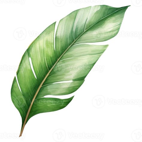 Banana Leaf Drawing, Detailed Watercolor, Leaf Drawing, Tree Saw, Wedding People, Plant Painting, Heart Tree, Cityscape Photos, Nature Backgrounds