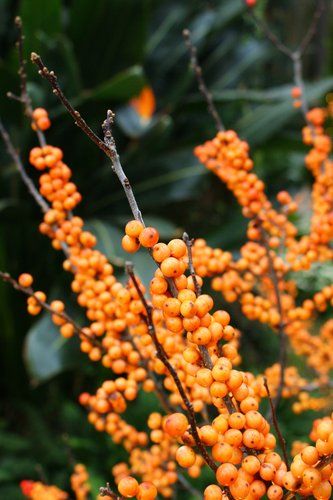 Winter Berry Bush, Pepperberry Foliage, Botanical Fillers, Hillside Planting, Ilex Verticillata, Ilex Berries, Spring White Flowers, Bolton House, Winter Garden Ideas