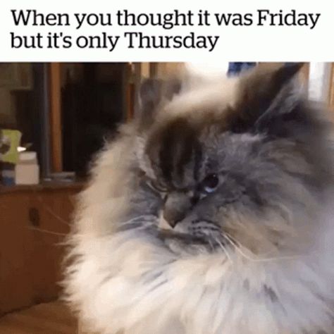 Funny Friday Humor, Thursday Gif, Friday Gif, Friday Funny, Thursday Humor, Funny Friday, Funny Animal Quotes, Friday Humor, Thursday Friday