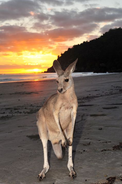 Cape Hillsborough, on the beachfront and surrounded by national park is a haven for wildlife. Bridgett and Emma Lou the resident Kangaroos call this home. At sunrise they share the beach with the Agile Wallabies. At night the local Brushtail Possums come down and visit us at our beach hut. Abundant wildlife and nature walks make this a nature lover’s paradise. Kangaroo Aesthetic, Cape Hillsborough, Kangaroo Jack, Eastern Grey Kangaroo, Cute Australian Animals, Aussie Memes, Cute Kangaroo, Surfer Aesthetic, Aussie Animals