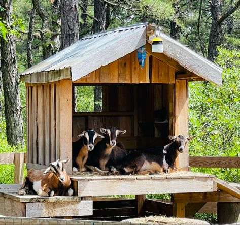 Goat Houses Shelters, Goat Stable, Goat Shelters, Dog Kennel Outside, Goat Playground, Keeping Goats, Goat Shed, Goat Shelter, Goat Pen