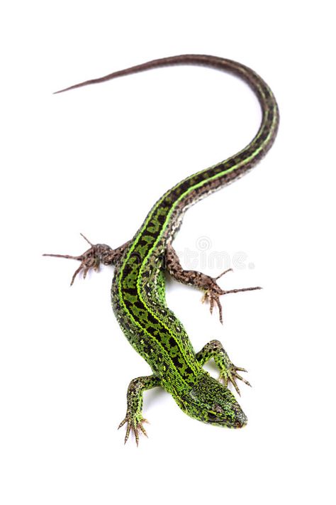 Sand Lizard, Animal Doodles, Frog And Toad, White Stock, Reptiles And Amphibians, Amphibians, Anime Artwork, Pictures To Draw, Science And Nature