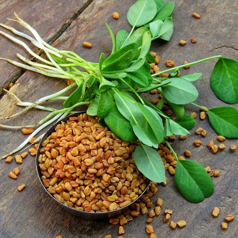 Fenugreek Plant, Fenugreek Tea, Fenugreek Benefits, Lower Sugar Levels, Low Glycemic Index Foods, Middle Eastern Dishes, Fenugreek Leaves, Homemade Hair Products, Reduce Cholesterol