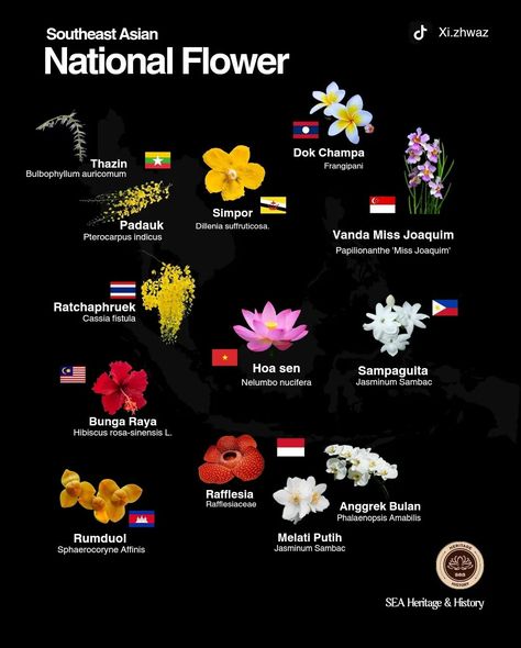 . Southeast Asian National Flower 🌼 Jasminum Sambac, Emo Shirts, Nelumbo Nucifera, Asian Flowers, Hibiscus Rosa Sinensis, National Flower, Flower Names, Southeast Asian, Hollywood Fashion