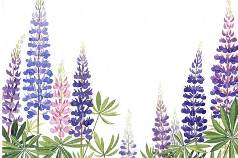 lupines from miss rumphius Miss Rumphius, Thigh Tat, Lupine Flowers, Disney Tattoo, Watercolour Flowers, Painting Flowers, Water Colors, Flower Tattoo Designs, Mom Birthday