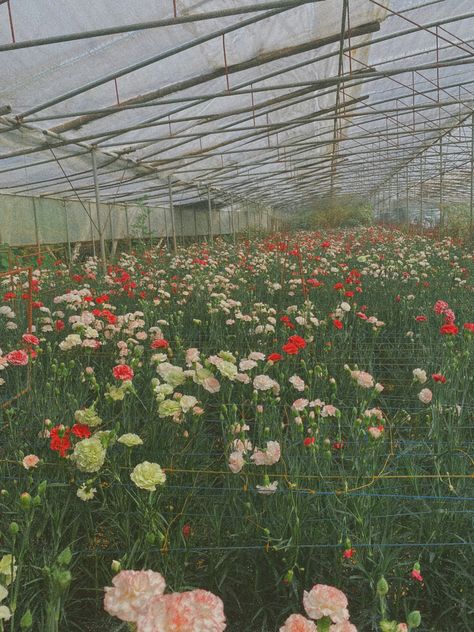 flowers on film Carnation Field, On Film, Film, Flowers