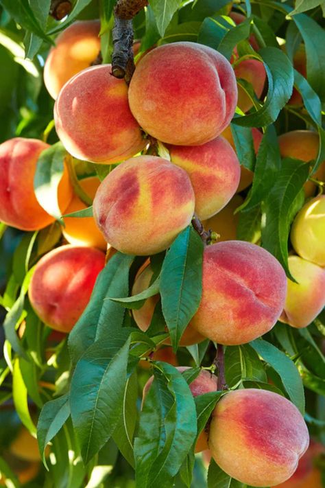 Discover the perfect selection of 10 quick-bearing peach trees, each chosen for its ability to produce fruit swiftly, ensuring you enjoy luscious peaches with minimal wait. Fruit Reference, Fruit Cocktail Tree, Growing Peach Trees, Massive Garden, Bonsai Making, Growing Fruit Trees, Peach Tree, Peach Fruit, Fast Growing Trees