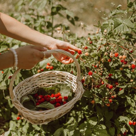 Five Rural-Friendly Ways to Enhance Your Life Today Raspberry Plants, Harvest Basket, Berry Picking, Summer Wall Art, Strawberry Picking, Garden Basket, Strawberry Patch, Bountiful Harvest, Hardy Plants