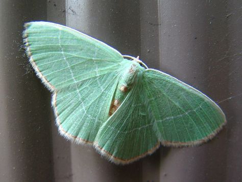 Red-fringed Emerald Moth Emerald Moth, Mint Butterfly, Green Moth, Jewel Colours, Butterfly And Moth, Red Fringe, Minty Fresh, Beautiful Bugs, Luna Moth