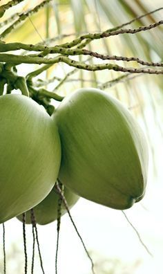 la vida es bella... Coconut Health Benefits, Exotic Fruit, Coconut Tree, Tropical Fruits, Tropical Islands, Tropical Paradise, Coconut Water, Fruits And Veggies, Fruit Trees