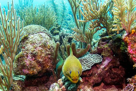 Green Moray Eel Belize Barrier Reef, Moray Eel, Life Under The Sea, Beneath The Sea, Best Snorkeling, Under The Ocean, Reference Pics, Ocean Floor, Life Aquatic