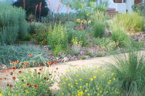 My Prairie Lawn in Oklahoma Prairie Landscaping, Bermuda Grass Lawn, Blackland Prairie, Urban Prairie, Little Bluestem, Native Plant Landscape, Desert Willow, Bush Garden, Bermuda Grass