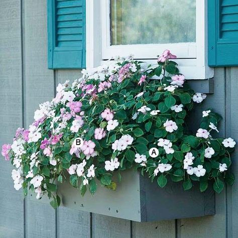 The dainty petals of impatiens gather in this overflowing window box. For a full planting, add a few more plants to fill in any gaps. A. Impatiens 'Super Elfin Blush' -- 4 B. Impatiens 'Pink Swirl' -- 4 Plants For Planters, Window Box Plants, Coral Bells Heuchera, Window Box Garden, Color Window, Number Ideas, Window Box Flowers, Window Planters, Asparagus Fern