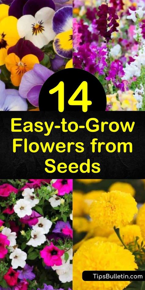 Planting Flowers From Seeds, When To Plant Seeds, Fast Growing Flowers, Easy To Grow Flowers, Easiest Flowers To Grow, Easy Perennials, Growing Cut Flowers, Grow Flowers, Flower Bed Designs