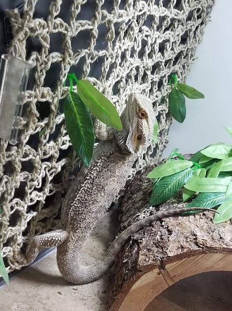 Hemp Wall, Bearded Dragon Hammock, Diy Reptile, Bearded Dragon Terrarium, Reptile Accessories, Baby Bearded Dragon, Bearded Dragon Cute, Pet Hammock, Terrarium Decor