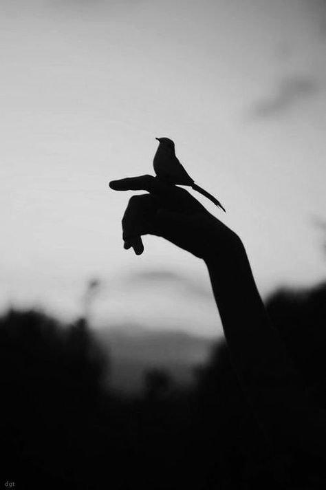 Weird Poses, Light Vs Dark, Black Bird Tattoo, Hand Photography, Family Board, Inspiring Photography, Tinta China, Shadow Art, Abstract Designs