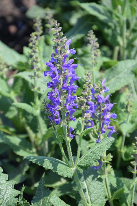 Color Spires® Indiglo Girl Sage (Salvia 'Indiglo Girl') in Red Wing Lake City Goodhue Maiden Rock Ellsworth Minnesota MN at Sargent's Nursery Meadow Sage, Front Yard Plants, Indigo Flower, Hummingbird Plants, Sun Plants, Outdoor Pots, Herbaceous Perennials, Low Maintenance Plants, Find Color