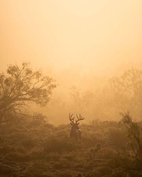 Fantasy Hunter Aesthetic, Hunter Aesthetic Male, Fall Hunting Aesthetic, Hunting Asthetic Picture, Hunting Asethic, Deer Hunting Aesthetic, Hunter Core, Hunt Aesthetic, Camo Aesthetic