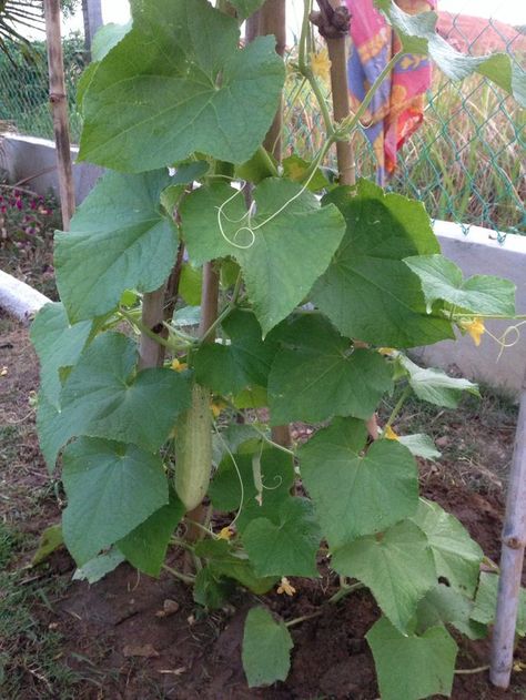 How to Grow Okra: 14 Steps (with Pictures) - wikiHow Grow Okra, Growing Okra, Okra Plant, Hibiscus Plant, Growing Tips, Landscaping Plants, Green Garden, Okra, Gardening For Beginners