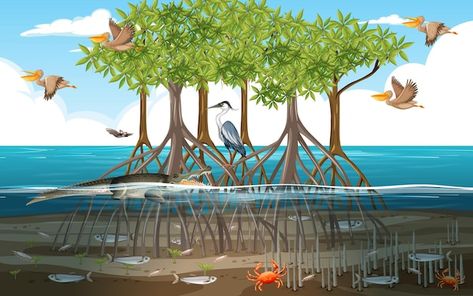 Mangrove forest scene at daytime with an... | Free Vector #Freepik #freevector #cartoon-jungle #mangrove #cartoon-scene #pelican Mangrove Art, Roots Illustration, Forest Cartoon, Bird Cartoon, Landscape Clipart, Money Planner, Vector Nature, Mangrove Forest, Hippie Painting