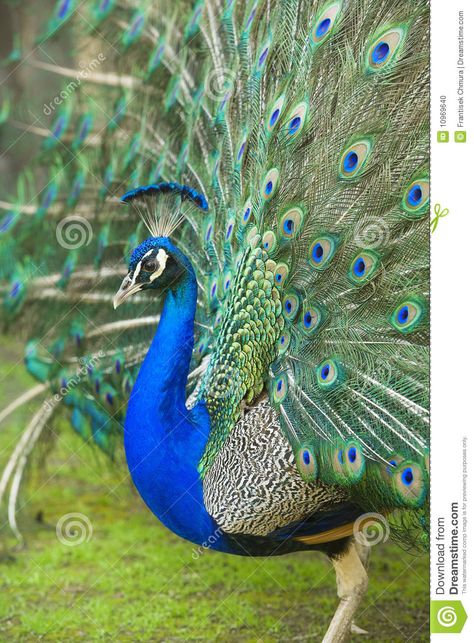 Peacock Head, Male Peacock, Wedding Platform, Bird Painting Acrylic, Peacock Costume, Peacock Images, Peacock Photos, Peacock Pictures, Horse Oil Painting