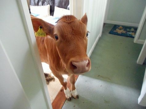 Costen came out of the shower and was met by this face. | This Woman Came Out The Shower To Find Cows Having A Great Time In Her House Pet Cows, Chocolate Easter Bunny, Dog Houses, Dog House, Cute Little Animals, This Guy, Animal Memes, Animals And Pets, Animal Pictures