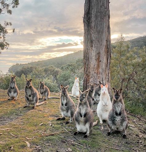 Top 10 things to do on Bruny Island - Hobart and Beyond Cloudy Bay, Bruny Island, Island Destinations, Game Reserve, Travel Outdoors, Hobart, Tasmania, Beautiful Creatures, Us Travel