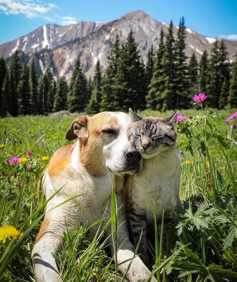 All Posts • Instagram Lode A Dio, Travel Buddies, Dog Kisses, Animals Friendship, Cat Travel, Pet Day, Cat Aesthetic, Cat And Dog, Funny Animal Memes