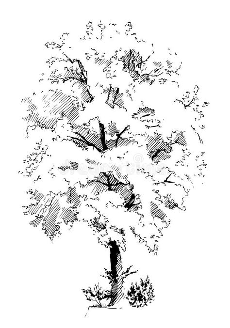 Lime tree vector illustration Morpholio Trace, Lukisan Landskap, Ink Drawing Techniques, Dreamy Night, Tree Drawings Pencil, Landscape Design Drawings, Architecture Drawing Sketchbooks, Výtvarné Reference, Tree Vector