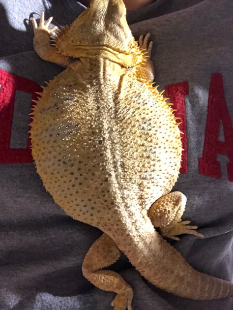 fat bearded dragon sleeping Sleeping Bearded Dragon, Fat Bearded Dragon, Beard Dragon, Dragon Sleeping, Bearded Dragon Terrarium Ideas, Dragon Pet, Bearded Dragon Terrarium, Bearded Dragon Enclosure, Bearded Dragon Habitat