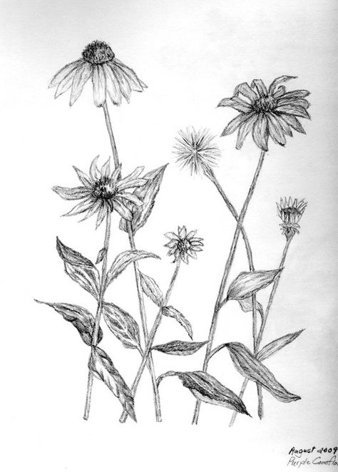 Purple Coneflower Coneflower Tattoo Black And White, Purple Coneflower Drawing, Purple Coneflower Tattoo, Coneflower Drawing, Coneflower Tattoo, Shayda Campbell, Floral Sketches, Line Drawing Tattoos, Flowers Sketch