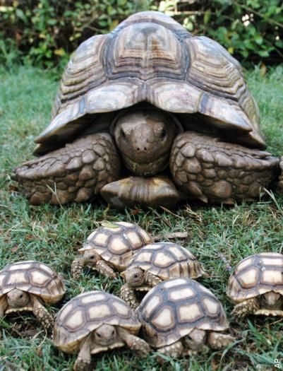 Tortoise Turtle, Turtle Love, Baby Turtles, Reptiles And Amphibians, Animal Friends, On The Ground, Animal Planet, Animal Photo, Nature Animals