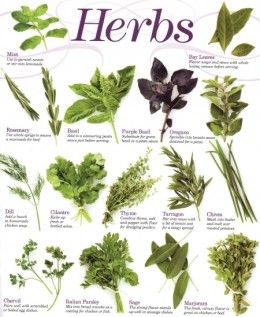 The 15 Most Powerful Healing Herbs And The Super Soup For Super Immunity. Raised Herb Garden, Tattoo Plant, Magia Das Ervas, Healthy Herbs, Culinary Herbs, Herb Gardening, Herbal Healing, Spices And Herbs, Herb Seeds