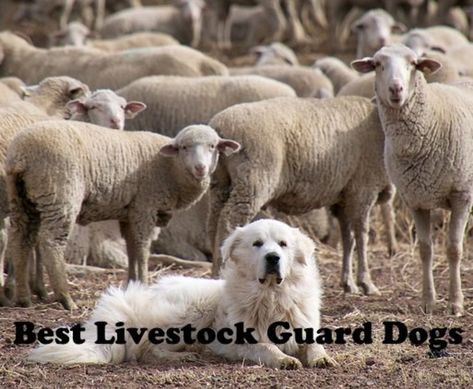 The 5 Best Livestock Guard Dogs for Sheep, Goats, and Other Herds. These pictures, descriptions, and videos of the five best breeds will help you choose the dog suited to guard your small herd before you lose that favorite lamb or kid. Low Maintenance Dog Breeds, Maremma Sheepdog, Great Pyrenees Puppy, Pyrenean Mountain Dog, Top Dog Breeds, Livestock Guardian Dog, Livestock Guardian, Big Dog Breeds, Great Pyrenees Dog