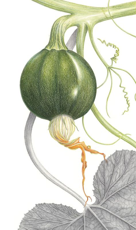 Botany Art Botanical Illustration, Dry Painting Ideas, Botanical Illustration Colored Pencil, Botanical Reference Photos, Botanical Pencil Drawings, Scientific Illustration Botanical, Julia Trickey, Botanical Illustration Tutorial, Vintage Botanical Drawings