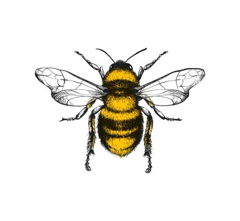 Bee Vectores Libres de Derechos - iStock Drawing Bees, Trashy Tattoos, Bumble Bee Illustration, Bumble Bee Wall Art, Bee Tattoo Ideas, Bee Sketch, Phone Screen Ideas, Honey Bee Tattoo, Beetle Illustration