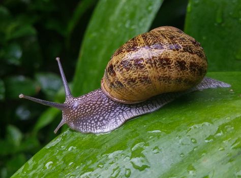 Snail Image, Parties Du Corps, La Pollution, British Wildlife, Archipelago, Pollution, Animals Beautiful, Bugs, Insects