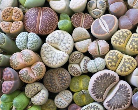 Living Stone Plant, Lithops Succulents, Rainbow Cactus, Living Stones, Cactus Seeds, Stone Plant, Succulent Seeds, Planting Tools, Growing Succulents