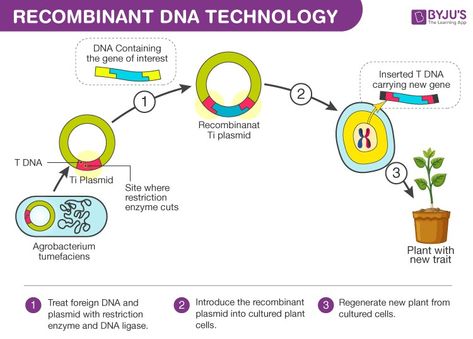 Recombinant Dna Technology, Dna Ligase, Recombinant Dna, Dna Technology, Biology Facts, Dna Sequence, Ap Biology, Animal Cell, Nucleic Acid