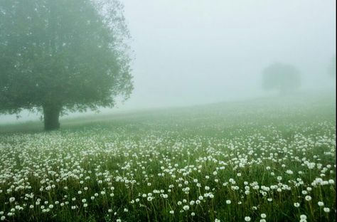 Buckwheat Flower, Misty Meadow, Believe In Magic, Wedding Themes, Summer Colors, Mother Nature, Country House, Beautiful Flowers, Dandelion